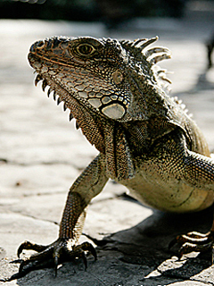 080106iguana.jpg